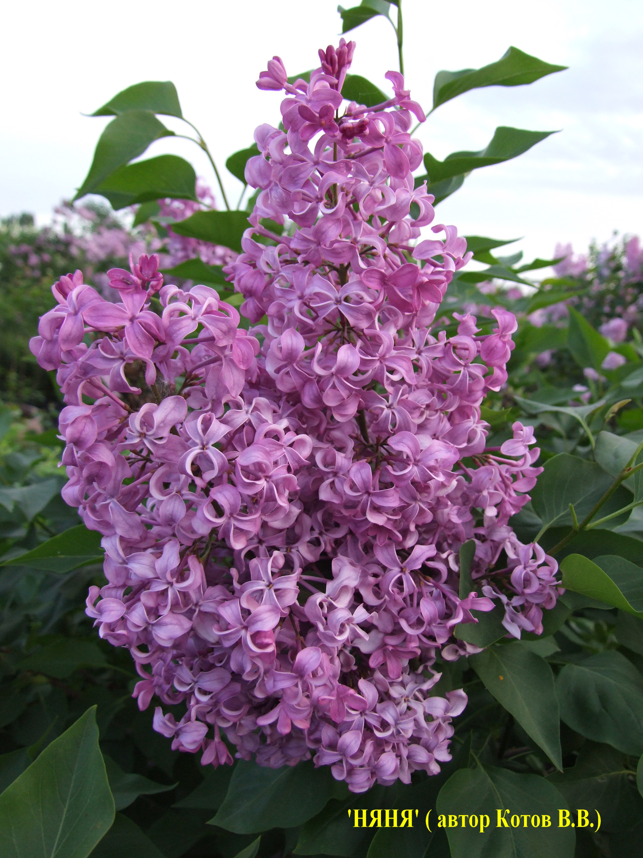 Сирень обыкновенная Няня